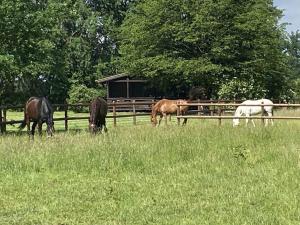 obrázek - Cozy holiday home on a horse farm in the Lüneburg Heath