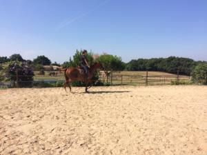 Sejours a la campagne Gite a 10kms Albi au milieu des chevaux : photos des chambres