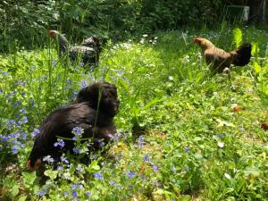 B&B / Chambres d'hotes Le Jardin de Fresnes : photos des chambres