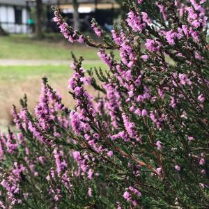 Holiday Apartment In Peaceful Surroundings