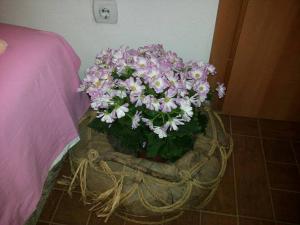 Apartments Blago Sutomore