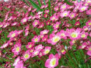 Schwalbennest St. Andreasberg