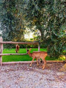 AGRITURISMO PODERUCCIO