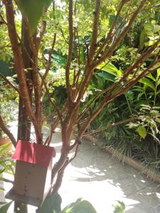 Recanto Toca das Plantas de Ilhabela I