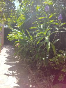 Recanto Toca das Plantas de Ilhabela I