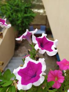 Appartamento a 50 mt dal mare img3