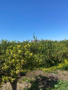 Almudens yellow apartment, HIGH-SPEED FREE WIFI, 250m to Beach, The center of Torrevieja