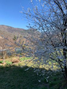 Chalets Le Cabanon : photos des chambres