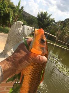 Estalagem Sitio Colibri