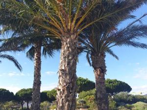 Charmant T2 à Bormes-les-Mimosas, proche plage et commerces, parking inclus, animaux acceptés - FR-1-610-82