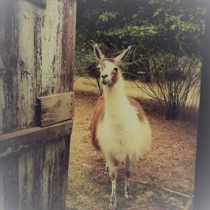 Sejours a la ferme Loire Valley Llama Farm Stay : photos des chambres