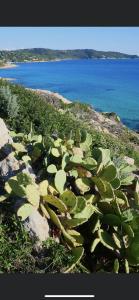 Maisons de vacances LA DOLCE VITA MAZET A GASSIN GOLFE DE SAINT TROPEZ : photos des chambres