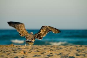 Villa SALMAGI - Sardegna img43