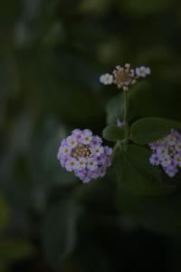 Alonissos Beach Bungalows And Suites Hotel