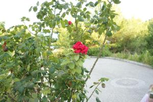 Alonissos Beach Bungalows And Suites Hotel