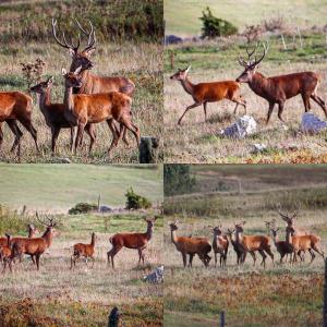 B&B / Chambres d'hotes Gite Ranch Le Serpolet : photos des chambres