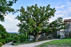 ADQ Abbraccio della quercia