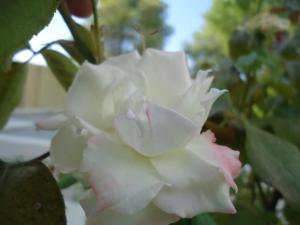 Alonissos Beach Bungalows And Suites Hotel