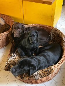 Manoir des Cavaliers - BnB