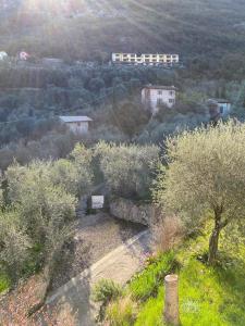 Olive Grove House