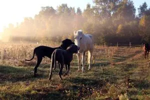 Domek w Miłocinie - Wojciechów
