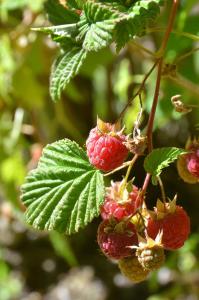 ABEDULES CABAÑAS PEHUENIA