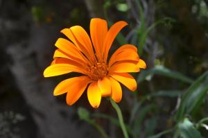 ABEDULES CABAÑAS PEHUENIA