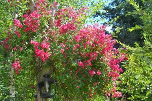 ABEDULES CABAÑAS PEHUENIA