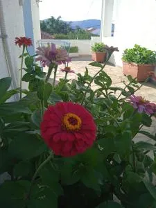 Anthemis Studios - 斯卡拉埃雷索