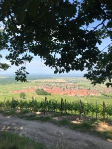 Appartements Gite Les Cles des Vignes : photos des chambres