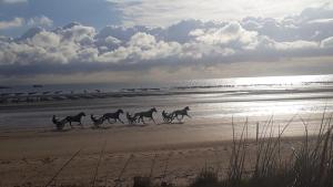 Maisons de vacances Gite Liberte-Utah Beach : photos des chambres