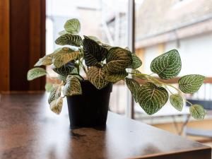 Appartements Apartment Les Cigognes by Interhome : photos des chambres