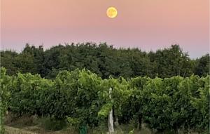 Cozy Apartment In Mauléon Darmagnac