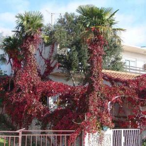 Apartment in Gradac - Makarska Riviera 43536