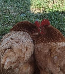 Maisons de vacances Gites Ferme de la Baie : photos des chambres