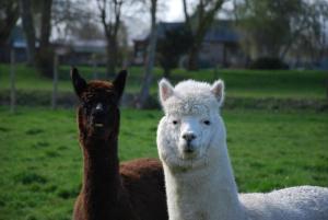 La Bergerie - Gîte et Chambres dHôtes - Piscine Chauffée