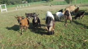 Chalets Roulotte toute equipee : photos des chambres