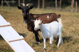 Chalets Roulotte toute equipee : photos des chambres