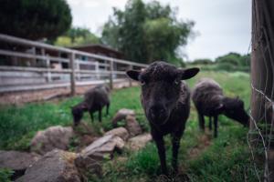 Chalets Dihan Evasion : photos des chambres