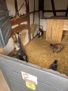 B&B / Chambres d'hotes A la ferme : photos des chambres