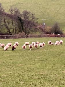 4 beautiful stone built barns sleeping 17 people