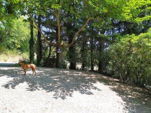 Maisons de vacances Gite en pleine nature - Parc, Piscine, Jacuzzi : photos des chambres