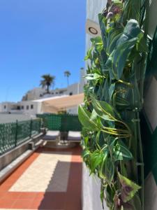 Lovely apartment 2 rooms with big terrace in Puerto Rico