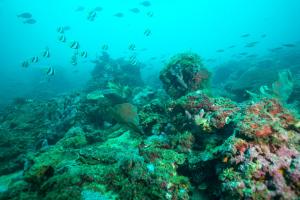 Antique Amor Bungalows & Villas