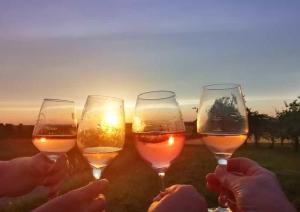 Weingut Will und Würz Lemberger