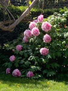 Golden Ravenna- large appartment in center