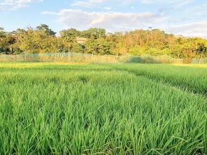 TGE Resort and Farmhouse