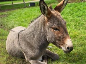 Gîte spacieux avec terrain clos, terrasse, 4 chambres, animaux acceptés, près de Belle-et-Houllefort - FR-1-376-104