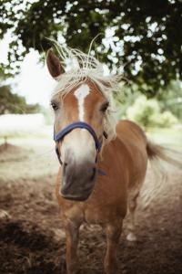 Piena muiža - Berghof Hotel & SPA