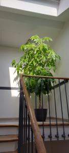 Les Suites Angevines